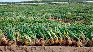 Comienza la temporada de cebolla con buenas expectativas de precios