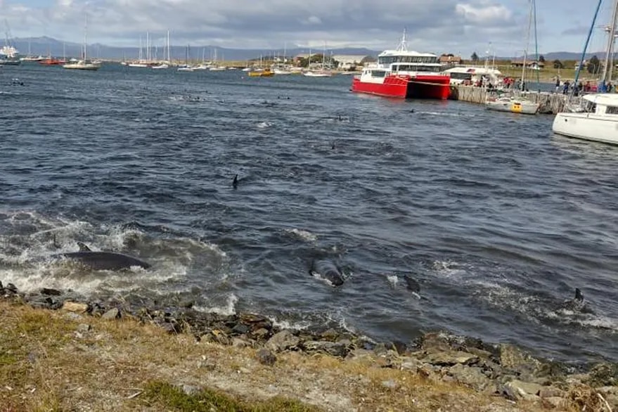 Se los conoce como falsas orcas. Los cetáceos llegaron a la costa de la ciudad austral y fueron asistidos por un grupo de personas que se encontraban en el lugar.