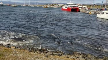 Se los conoce como falsas orcas. Los cetáceos llegaron a la costa de la ciudad austral y fueron asistidos por un grupo de personas que se encontraban en el lugar.