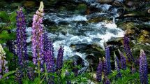 Imagen de Flor de verano: mirá las cinco fotos finalistas de la semana del concurso Voy Verano Patagonia