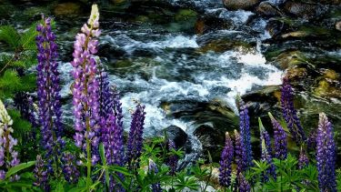 Flor de verano: mirá las cinco fotos finalistas de la semana del concurso Voy Verano Patagonia