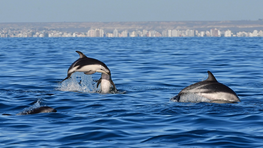 El avistaje de delfines se realiza en el Golfo Nuevo, frente a la costa de Puerto Madryn. Foto:Telam.

