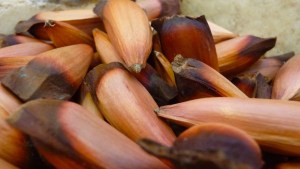 No se podrá recolectar piñones en zonas del Parque Nacional Lanín