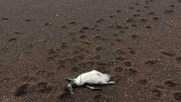 Las crueles imágenes de los pingüinos invadieron las redes sociales.- Fotos TELAM