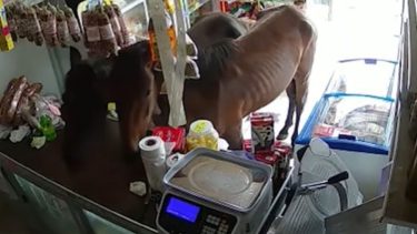 Los caballos se comieron unos cañoncitos que estaban sobre el mostrador.-