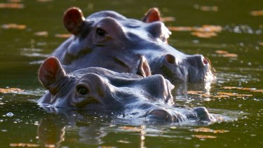 Los hipopótamos serán declarados especie exótica invasora en Colombia. (AP Photo/Fernando Vergara)