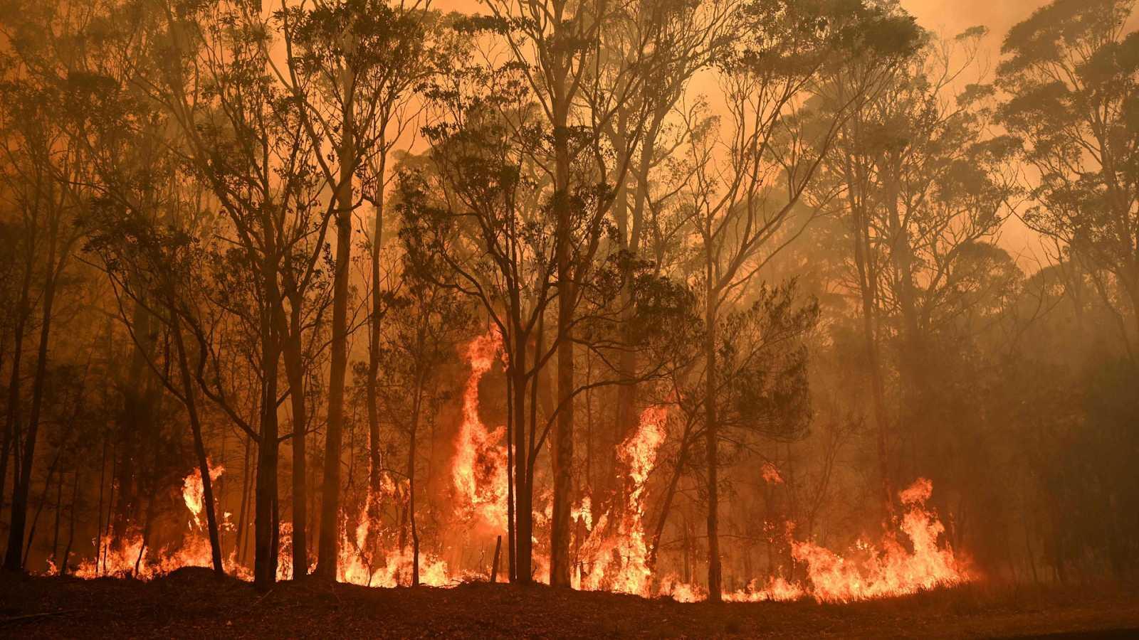 La situación de los incendios forestales es complicada para muchos de los animales, que deben escapar a nuevos horizontes.