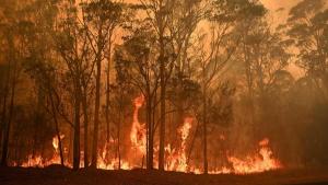 Los animales, otro daño colateral de los incendios