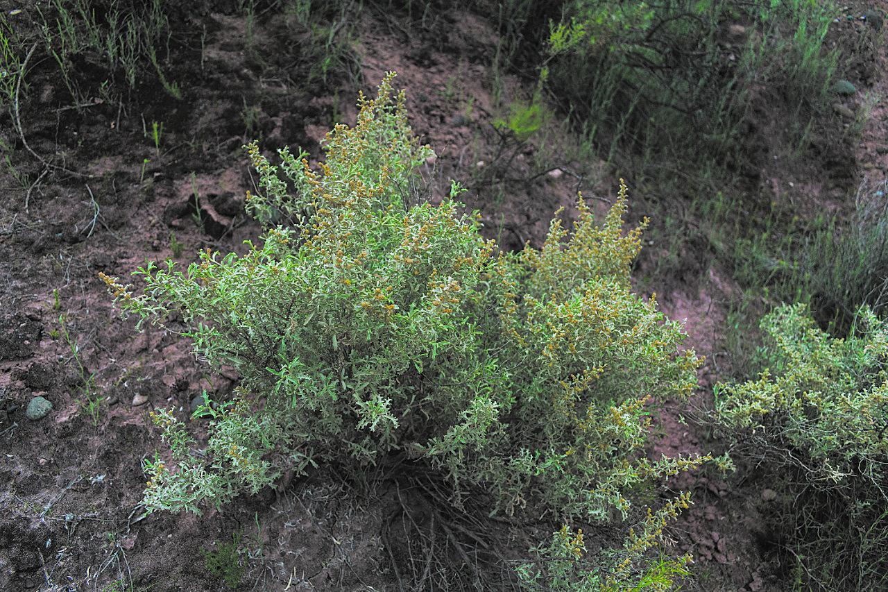 El arbusto de zampa con flores masculinas, una de las especies que más se reproduce. (Fotos: gentileza Julieta Mantellini)
