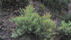 Plantas autóctonas: Zampa, una especie prolífera