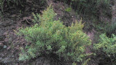 El arbusto de zampa con flores masculinas, una de las especies que más se reproduce. (Fotos: gentileza Julieta Mantellini)
