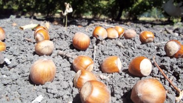 Evalúan nuevas variedades de avellanos en el Valle Inferior