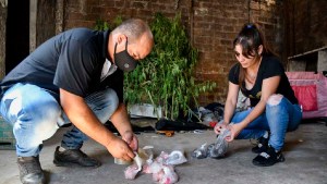 Las primeras pericias no detectan fentanilo en la cocaína adulterada