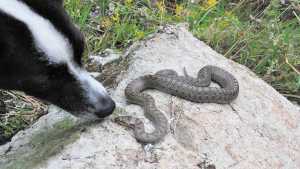 A mi perro lo mordió una víbora, ¿qué hago?
