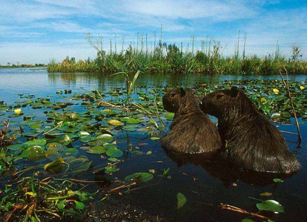 Día Mundial de los Humedales ecosistemas que más contribuciones hacen