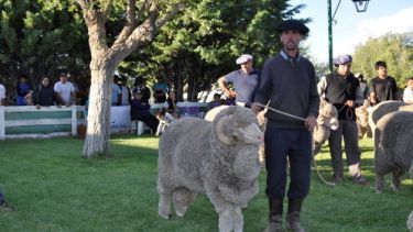 Las exposiciones generan gran expectativa en el sector ganadero. Foto: José Mellado.