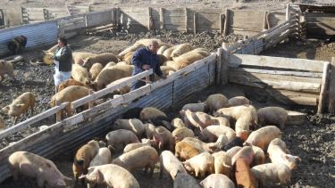 La producción de cerdos tuvo un importante crecimiento entre 2012 y 2015 en Jacobacci. Luego cayó drásticamente. Foto: José Mellado.