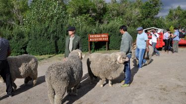 Ayer se realizó la admisión de los animales. Foto: José Mellado. 