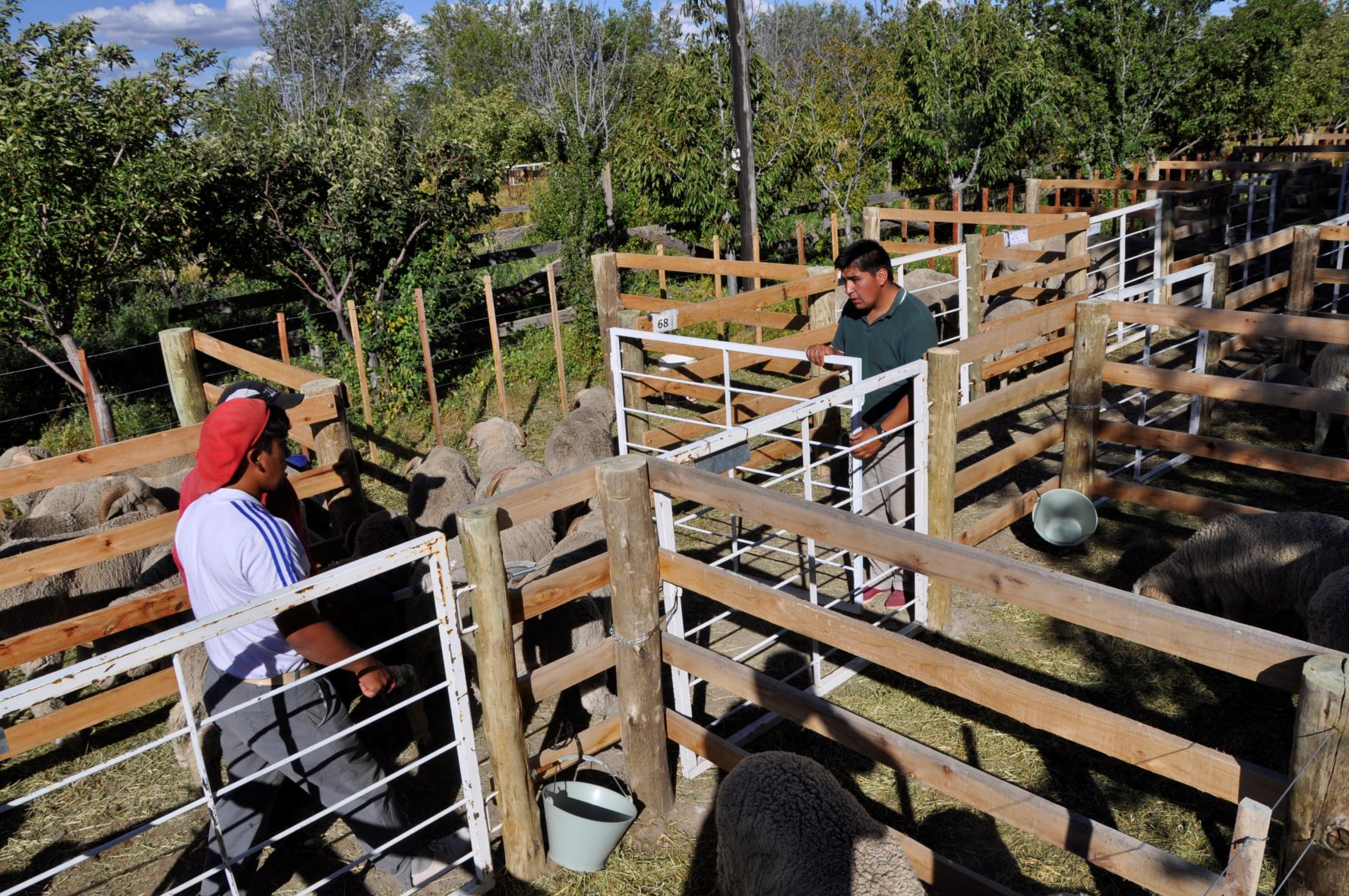 Comenzaron a ingresar los primeros animales al predio de la Sociedad Rural de Maquinchao. Foto: José Mellado. 