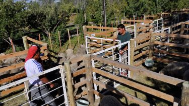 Comenzaron a ingresar los primeros animales al predio de la Sociedad Rural de Maquinchao. Foto: José Mellado. 