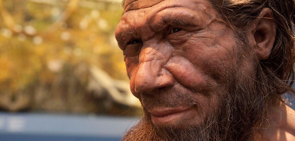 Se descubrió recientemente que los Neardentales se cruzaron con Homo sapiens hace miles de años.
Crédito: Natural History Museum (Reino Unido)