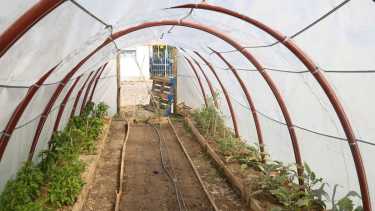 En el macrotúnel se desarrollan los cultivos que luego servirán para producir los alimentos en cada hogar. 