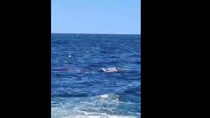 Sangriento ataque de un tiburón a un bañista en Australia