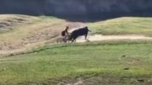 Imagen de Un toro enfurecido atacó a varios ciclistas durante una carrera