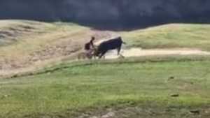 Un toro enfurecido atacó a varios ciclistas durante una carrera