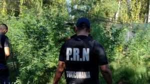 Secuestran más de 290 plantas de marihuana en la última semana en Río Negro