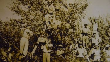 Cosecha en el año 1936 en Roca. Foto archivo gentileza Museo Lorenzo Vintter