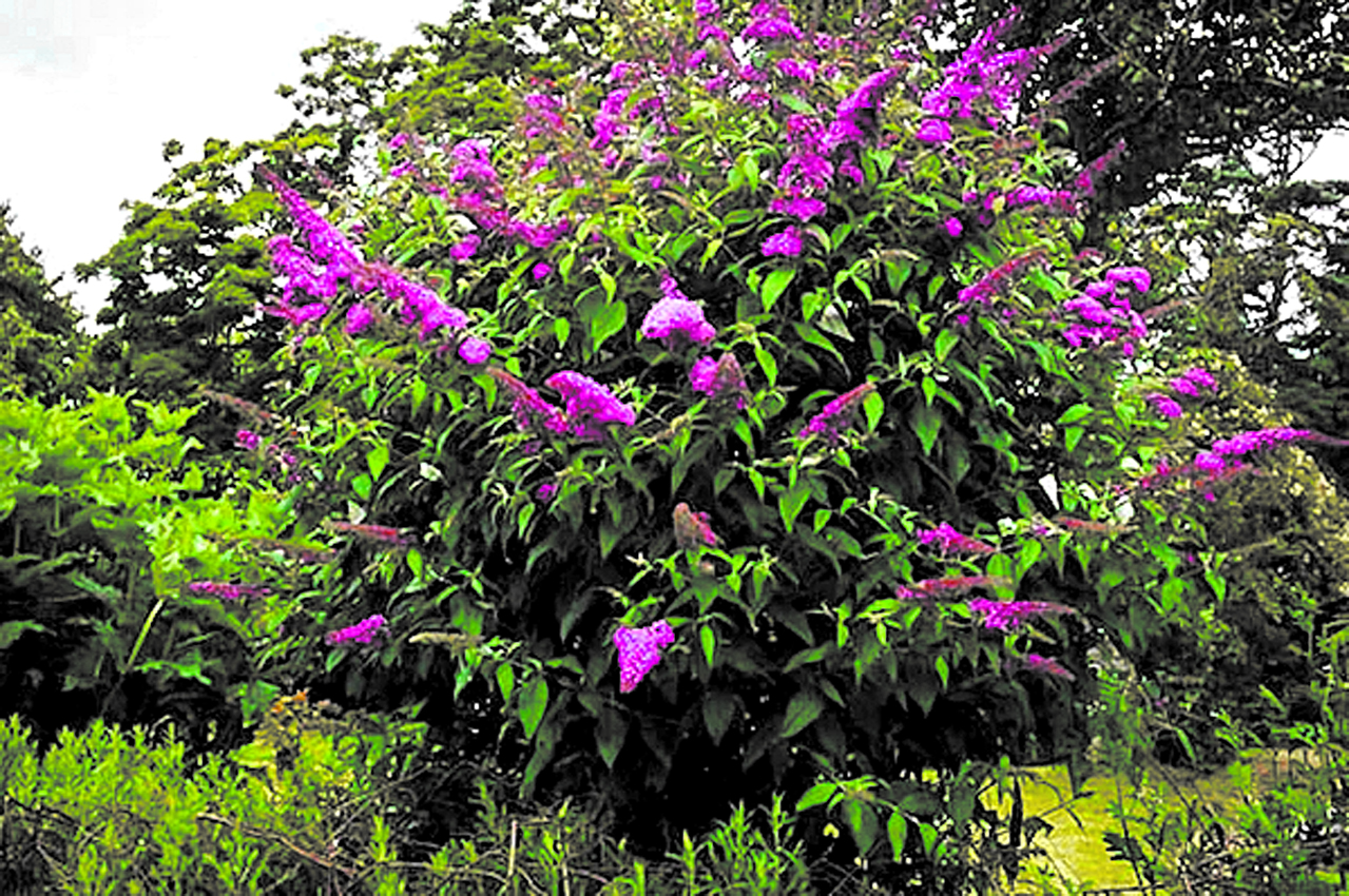 Este arbusto nos ofrece una amplia gama de colores para adornar nuestos jardines.