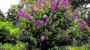 La planta arbustiva que es muy fácil de cuidar, estalla en flores y atrae mariposas a tu jardín