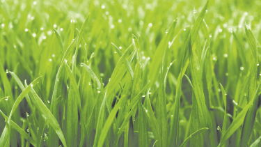 Son muchos los usos que le damos al césped. Por eso mismo, es importante tener todas las herramientas para cuidarlo como corresponde.