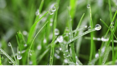 Entre febrero y mayo es la época señalada para una buena siembra de césped.