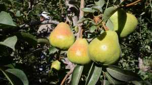 La pregunta del millón: ¿Vale la pena producir hoy peras o manzanas orgánicas?