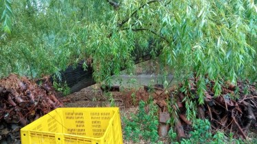 Cayó una rama y dejó sin luz a un sector de Roca. Foto: gentileza