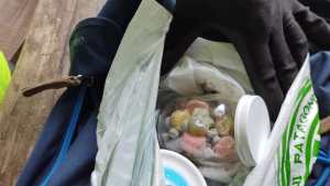 Villa Mascardi: el perro de Gendarmería detectó éxtasis y marihuana ocultos entre caramelos