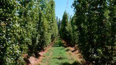 Las plantas crecen con tutores de unos 5 metros de altura. Foto: Yamil Regules.