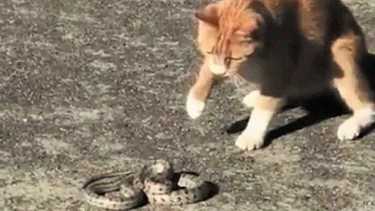 Los gatos son curiosos y juguetones, a los que las serpientes se sienten intimidadas