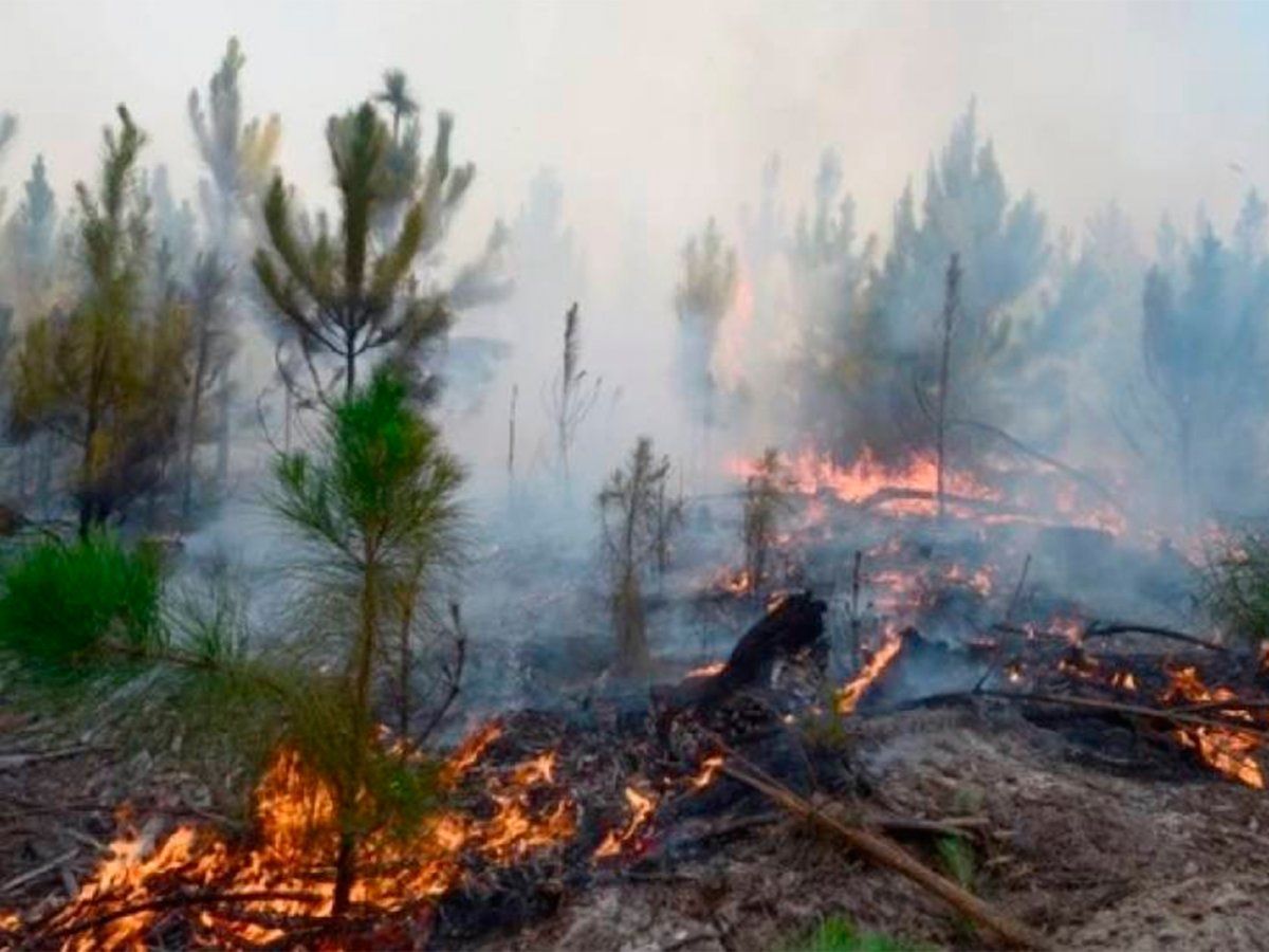 Los incendios ya afectaron más de 500.000 hectáreas en la provincia de Corrientes.