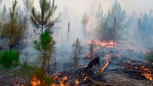 Los incendios en Corrientes alcanzaron el ingreso a los Esteros del Iberá