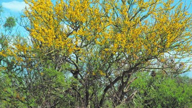 La planta de jarilla, que florecida engalana las bardas valletanas. Tienen una función muy importante para el suelo.