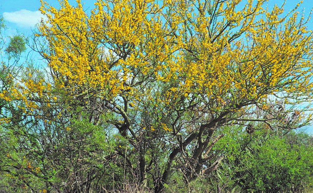Plantas autóctonas Jarilla, una especie típica de nuestra región