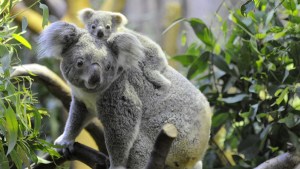 Australia advirtió que los koalas están en peligro de extinción