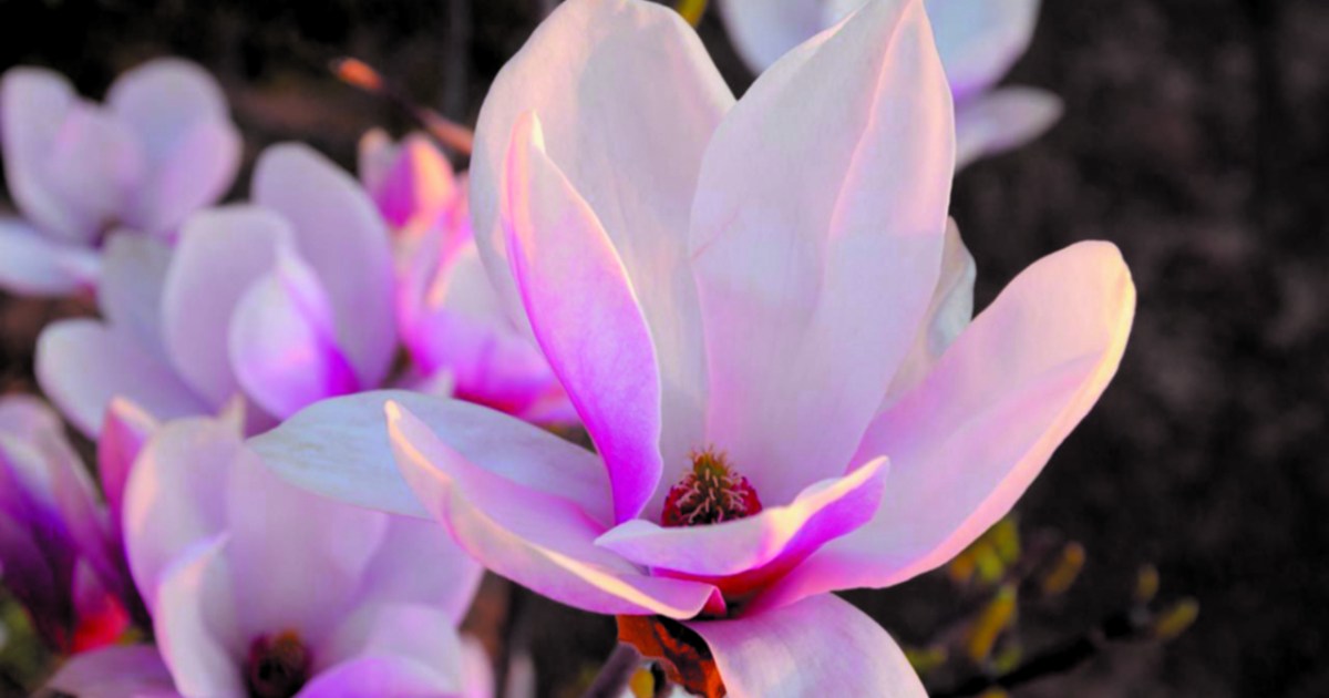 Jardín: magnolias, una opción para embellecer la vista