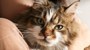 Día Internacional del Gato: por qué es el animal de compañía del futuro