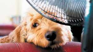 Cómo tratar un golpe de calor en nuestras mascotas