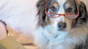 Animales de compañía: cinco tips para una vejez saludable