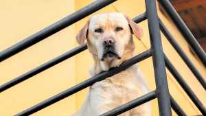 Pronóstico: así está el tiempo este domingo